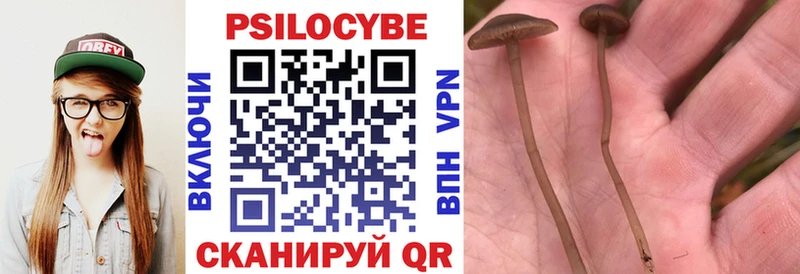 OMG   Балтийск  Псилоцибиновые грибы Psilocybine cubensis  где найти  